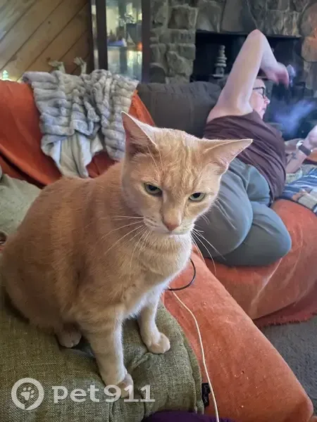 Lost Orange Cat 'Typhon' on Pinewood Dr - photo