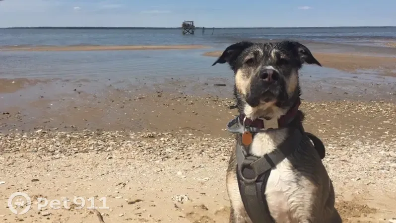 Help Find Mia: Missing Dog in Surry County! - photo