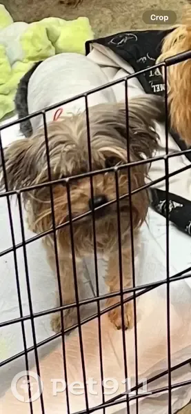 Lost Yorkie 'Rebel' in Sweater on 36th St - photo