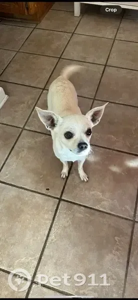 Lost: Fast, Quiet Chihuahua in Beebe - photo