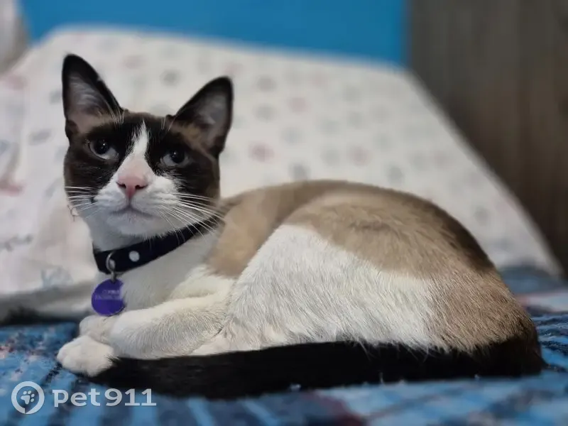 Se busca: Gata Snowshoe tímida en Naucalpan - photo