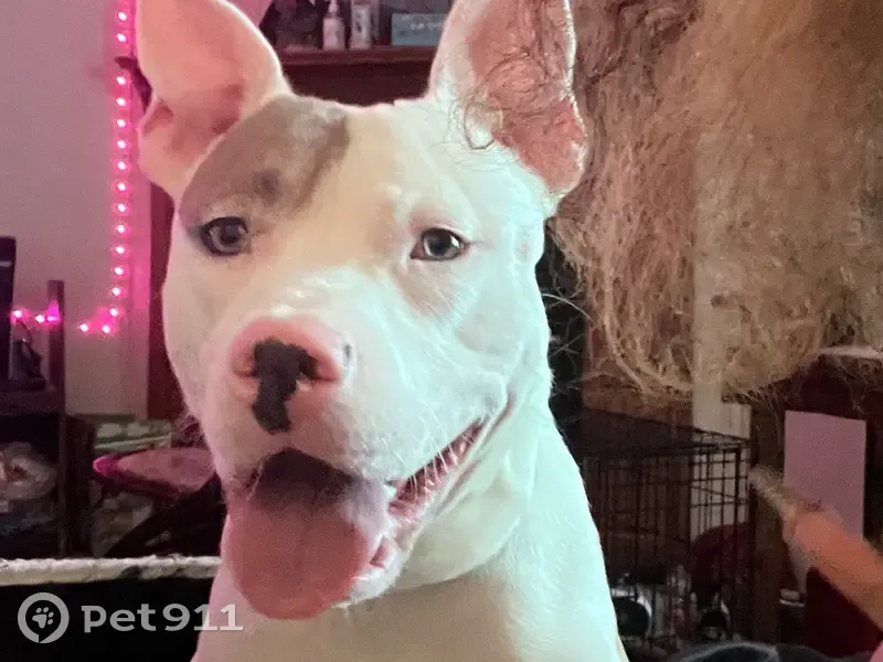 Lost Dog: White with Brown Patches in GA - photo