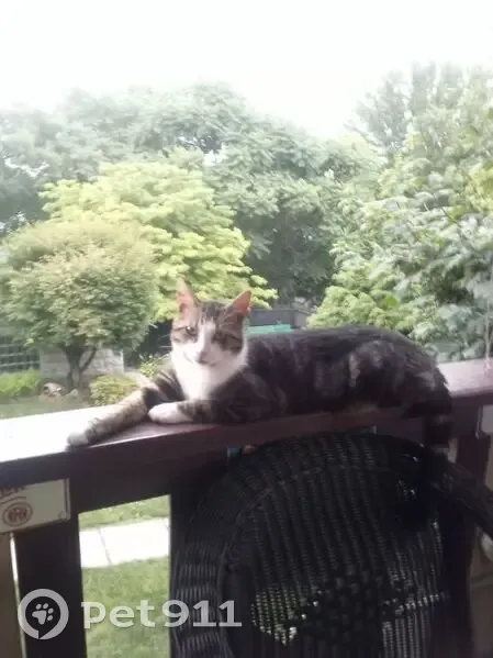 Lost Cat: Unique Markings, New Kensington - photo