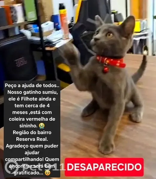 gato desaparecida - photo