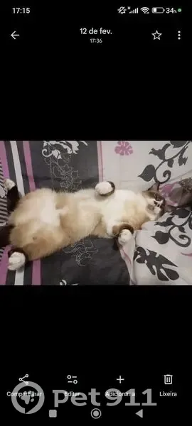 gato desaparecida - photo