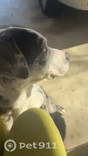 Found Oreo-Colored Dog: Sweet & Trained - photo