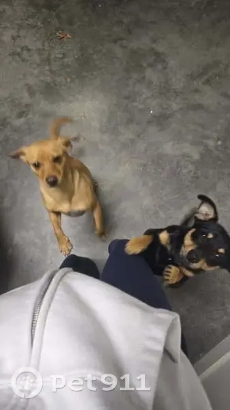 Young Chihuahua-Dachshund Mix Found - photo