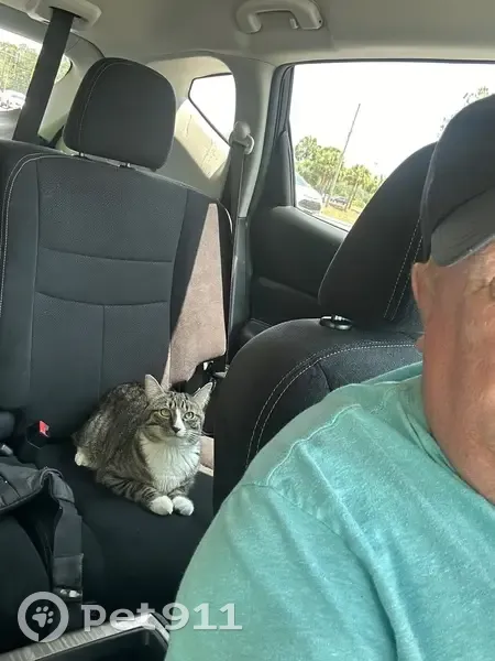 Lost Cat: Gray with Stripes in Clermont - photo