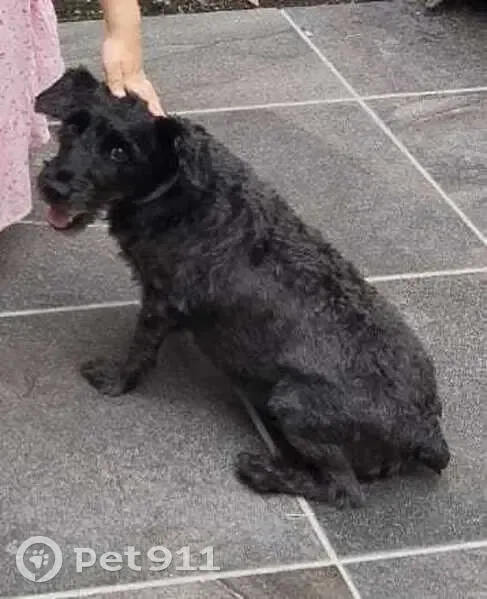 Perra perdida: necesita medicación urgente - photo