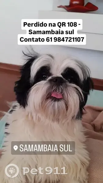 cachorro desaparecida - photo