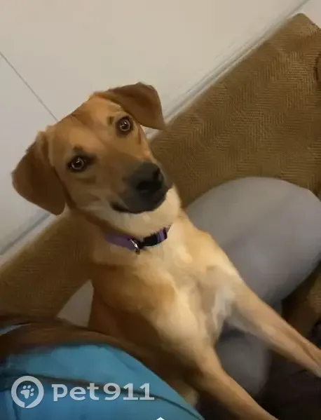 Lost Dog: Light Brown, Purple Collar - photo
