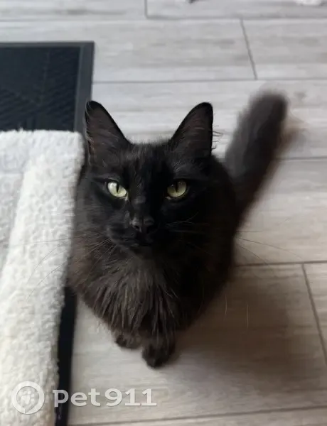 Lost Cat Wiggy: Fluffy, Bow-Tied & Friendly - photo