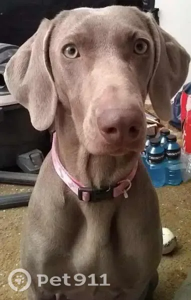 Lost Gray Weimaraner, 9, West 21st St - photo