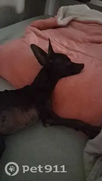 cachorro desaparecida - photo