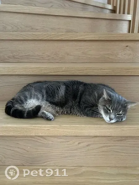 Chatte grise perdue, Suresnes, 13 ans - photo