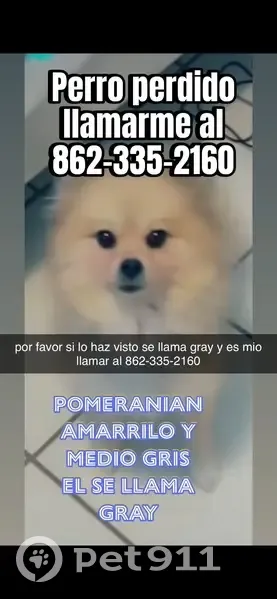 Lost Dog: Gray & Yellow in Miami - photo