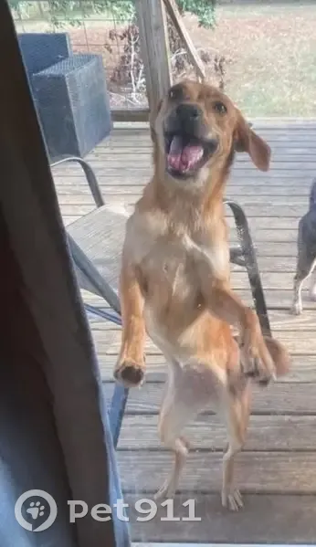 Lost Golden Puppy: Purple Collar, AR - photo