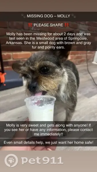 Lost Small Dog: Brown, Black & White - photo