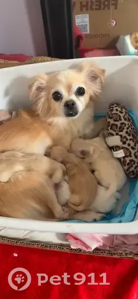 Lost Dog: New Mom, Friendly but Shy - photo