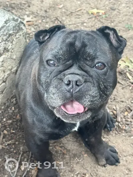 Lost French Bulldog: Calm, Answers to Vee - photo