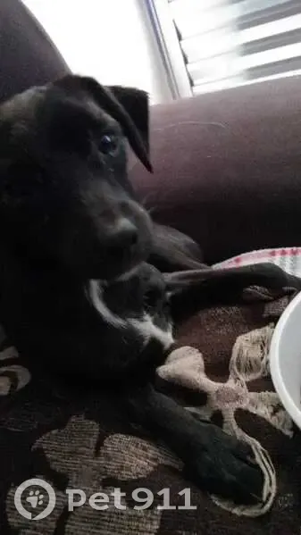 Cachorro encontrado - photo