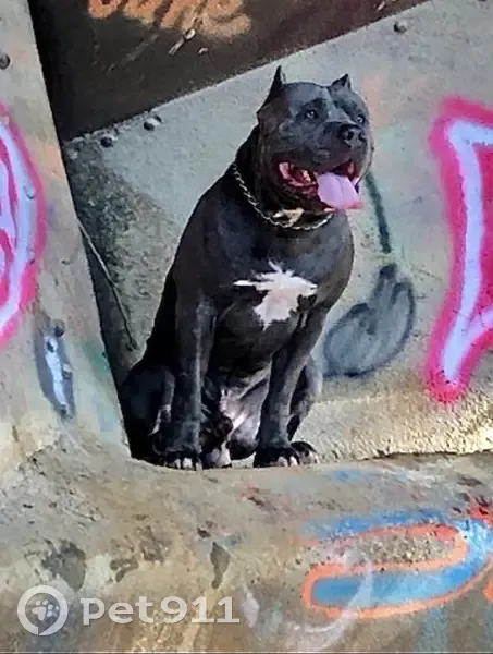 Lost XL American Bully in Taylorsville - photo