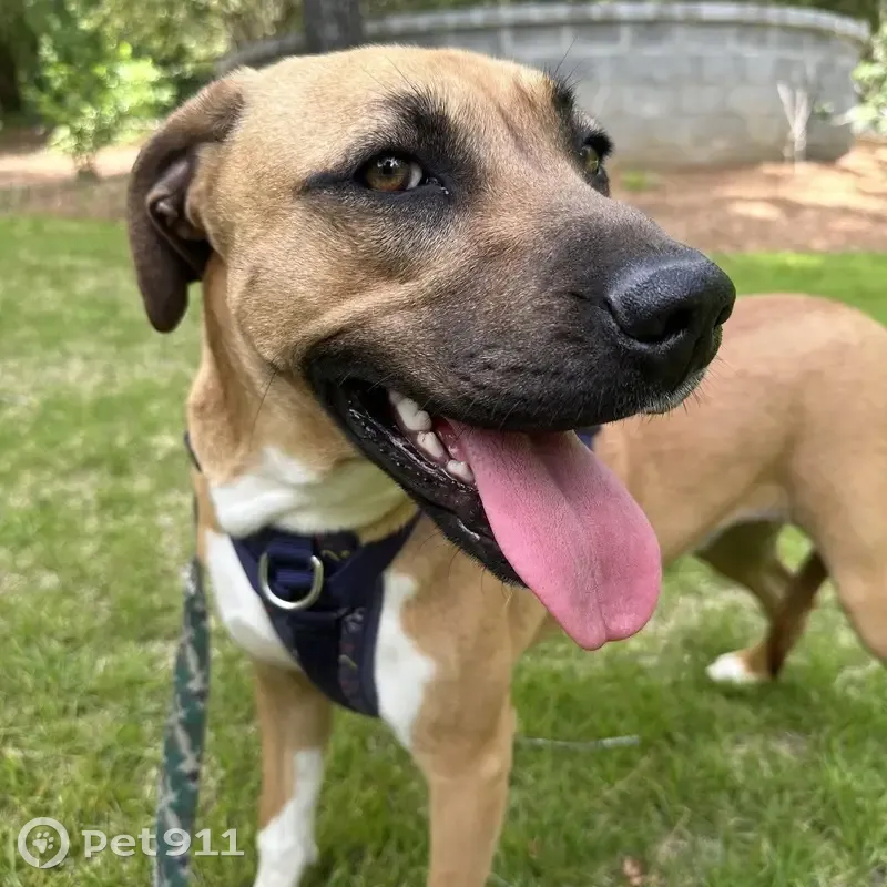 Lost Dog in Verona Island, Maine - photo