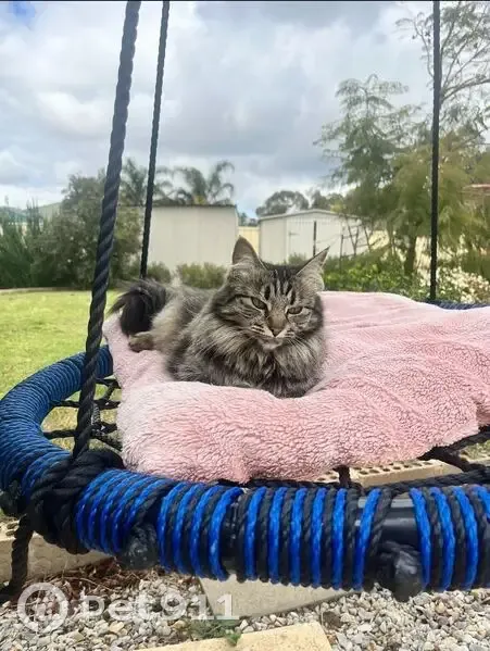 Lost 3-Year-Old Tabby in Kwinana - photo