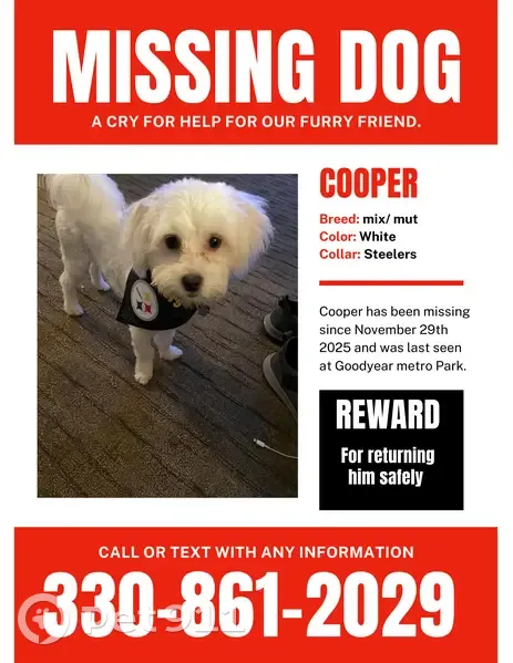Lost White Dog: Cooper in Akron, OH - photo