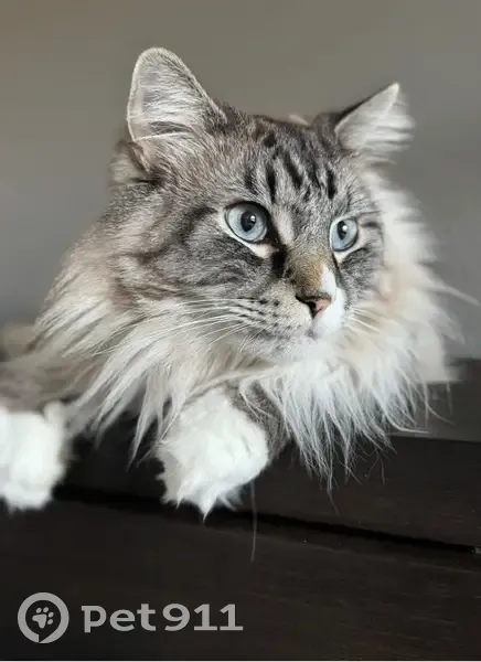 Lost Fluffy Cat: 71st Ave, Blue Eyes - photo