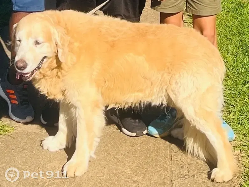 Lost: Friendly Golden Retriever in PMB - photo