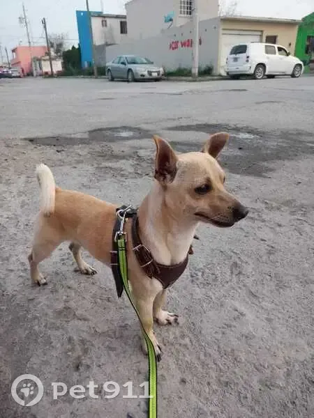 ¡Ayuda! Chihuahua Beige Perdido en Matamoros - photo