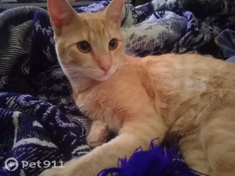 Gato Perdido en La Haciendita, Zapopan - photo