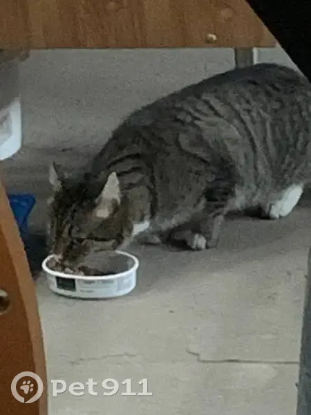 Знайдена смугаста кішка на Павловського, 4-А - photo