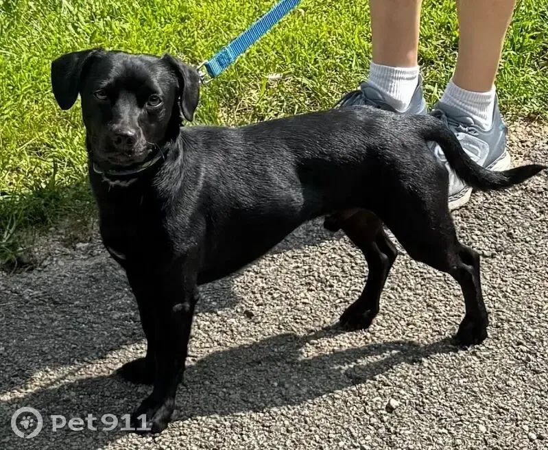Lost: Small Black Dog in Montgomery - photo