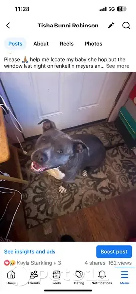 Lost: Blue Brindle Pitbull on Fenkell Ave - photo