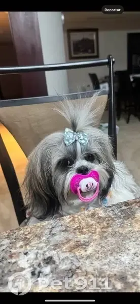 Emotional Support Dog Luna Missing - photo