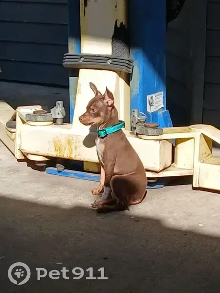 Found: Female Mini Doberman in Killeen - photo