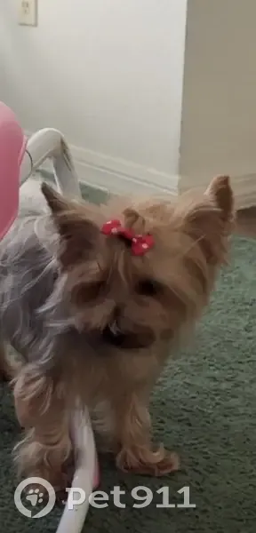 Blond & Silver Dog Lost on SW 10th St, Ocala - photo