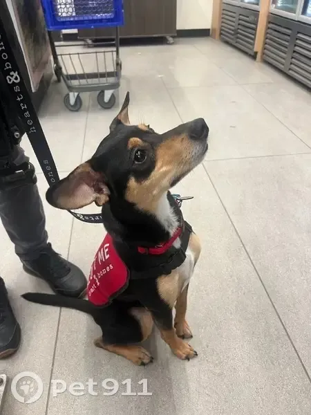 Lost Dog: Medium, Skinny, Loves Treats - photo