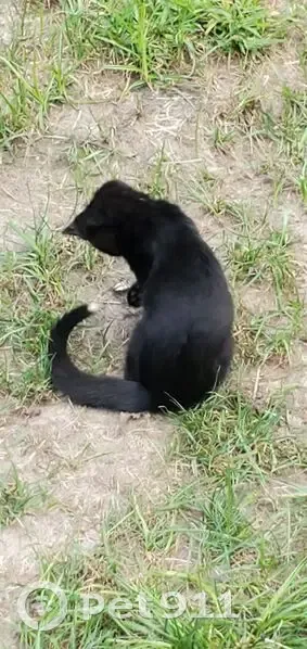 Lost: Black Cat, White-Tipped Tail, Rosemount - photo