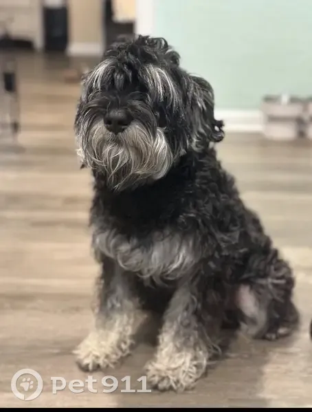 Lost Dog: Black & White on Fernleaf Ave - photo