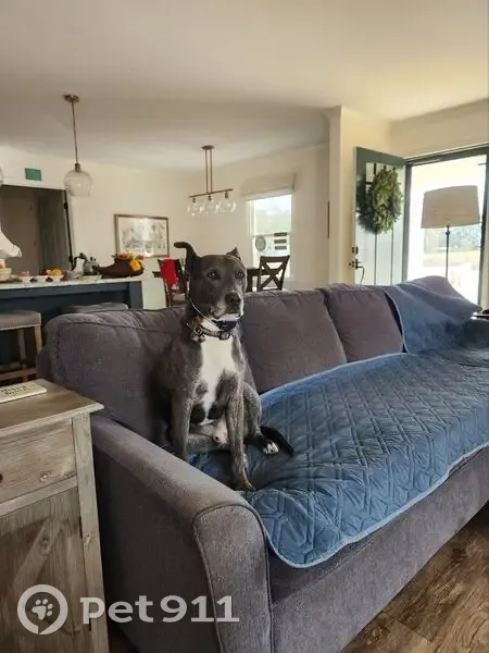 Lost Gray Dog: Green Collar, Wake Forest - photo