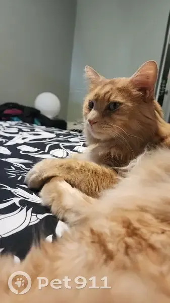 Lost Cat: Fluffy Ginger Vito Missing - photo
