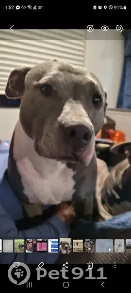 Help Find Nova: 8-Year-Old Lost Dog - photo