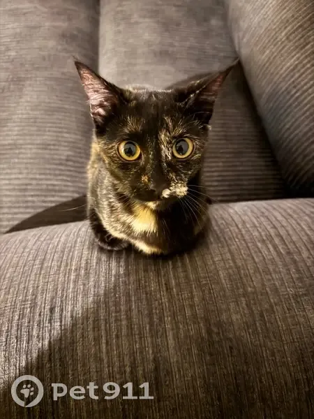 Lost Cat: Black & Orange on Victoria St - photo