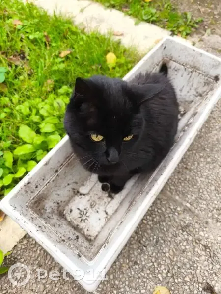 Chatte noire sourde perdue à Créteil - photo