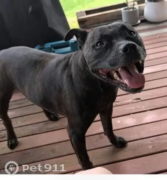 Lost Black Brindle Staffordshire Terrier - photo