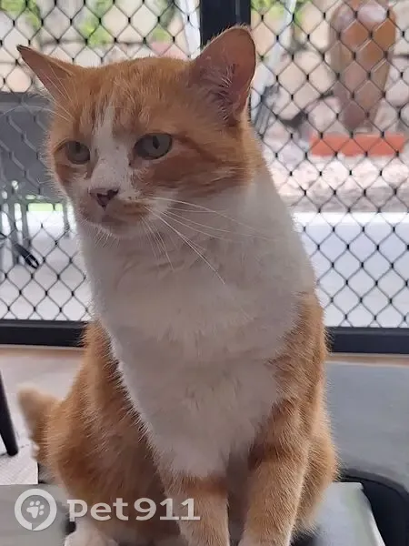 Lost Friendly Cat: Ginger & White in Moreton - photo