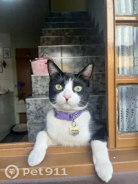 gato desaparecida - photo